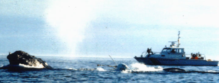 whale5